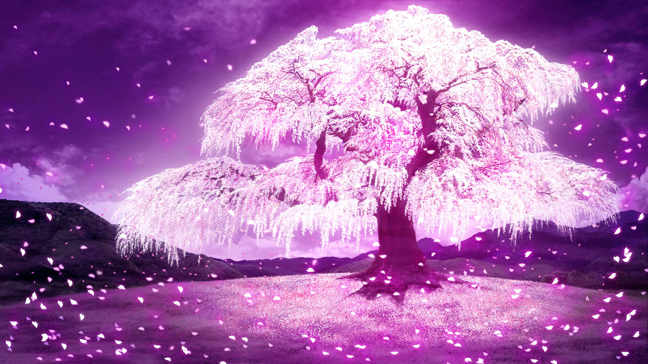 さくら、咲きました。三周目 さくら、咲きました。三周目